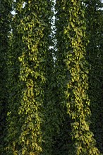 Hop plants (Humulus lupulus)