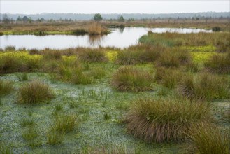 Peat Moss (Sphagnum sp.) and Soft Rush or Common Rush (Juncus effusus)