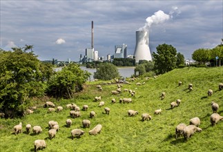 Sheep on the pasture in front of the Walsum STEAG power plant