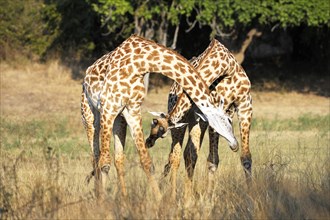 Rhodesian giraffes (Giraffa camelopardalis thornicrofti)