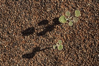 Young plant growing on the desert floor