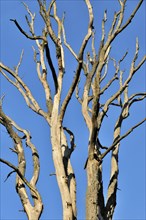 Treetop of a dead tree