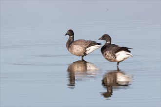 Two Black brants (Branta bernicla) reflected in the water