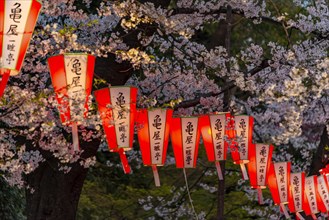 Glowing lanterns in blossoming cherry trees at Hanami Festival in spring