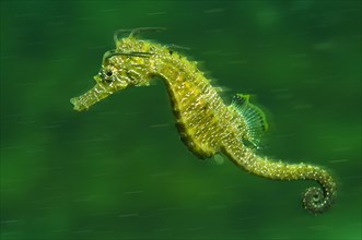 Short-snouted Seahorse (Hippocampus hippocampus)