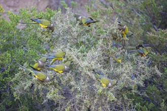 Flock of Burrowing Parrots or Burrowing Parakeets (Cyanoliseus patagonus) on a bush