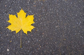 Yellow maple leaf on asphalt