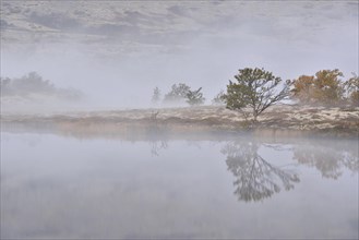 Trees in morning mist at Lake Doralstjornin or Doralstjornin