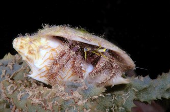 Anemone Hermit Crab (Dardanus pedunculatus) Boholsee