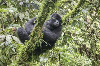 Mountain Gorilla (Gorilla beringei beringei) of the Nkuringo group