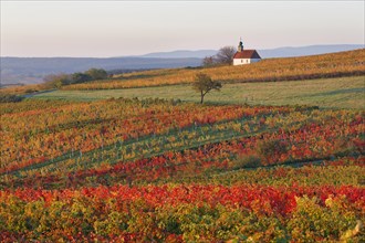 Autumnal vineyards