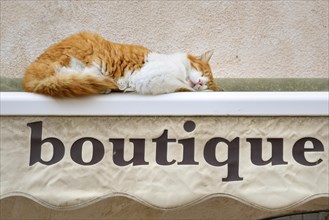 Sleeping cat on a rolled-up awning of a boutique