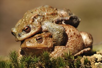 Common Toads or European Toads (Bufo bufo)