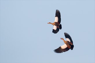 Two Egyptian geese (Alopochen aegyptiacus) fighting in the air