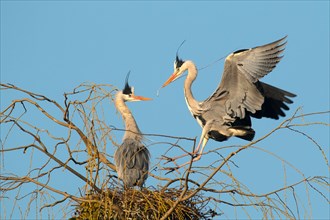 Grey heron (Ardea cinerea) landing on its nest with nesting material