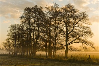 Black Alder trees (Alnus glutinosa) in the early morning