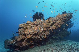 Small coral reef with Tubastrea micranthus sun coral (Tubastraea micranthus)