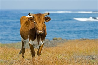 Cattle on the Pacific coast