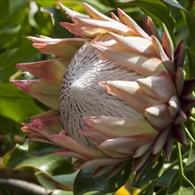 King Protea (Protea cynaroides)