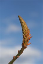 Aloe Vera (Aloe vera)