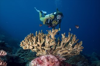 Diver looking at a Pore Coral (Montipora malampaya)