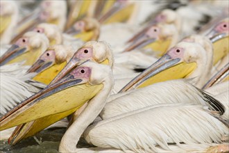 Group of Great White Pelicans (Pelecanus onocrotalus)