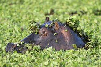 Hippopotamus (Hippopotamus amphibicus)