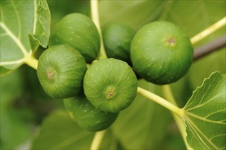 Figs on the branch