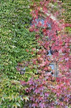 Stained glass window between autumnal Japanese creeper leaves (Parthenocissus tricuspidata veitchii)
