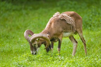 European Mouflon (Ovis orientalis musimon)