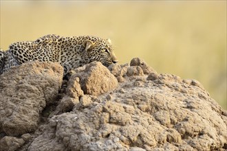Leopard (Panthera pardus) stalking