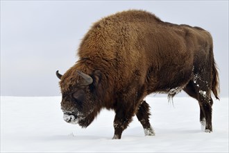 Bison (Bison bonasus) in the snow