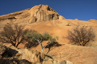 Blue-leaved corkwood (Commiphora glaucescens) and Shepherd's tree (Boscia albitrunca) within the rock formations of Spitzkoppe