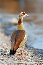 Egyptian goose (Alopochen aegyptiacus)