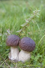 Penny bun mushrooms (Boletus edulis)