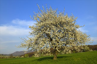 Sweet Cherry tree (Prunus avium)