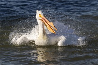 American White Pelican (Pelecanus erythrorhynchos) splashing in the water