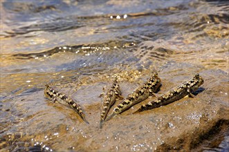 Four Barred Mudskippers (Periophthalmus argentilineatus) on a rock