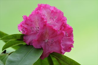 Inflorescence of a Rhododendron (Rhododendron sp)