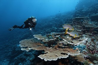 Divers looking at table coral (Acropora hyacinthus) with two Indian Ocean oriental sweetlipss (Plectorhinchus vittatus) at drop-off