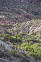 Plateau with Echinopsis atacamensis cacti