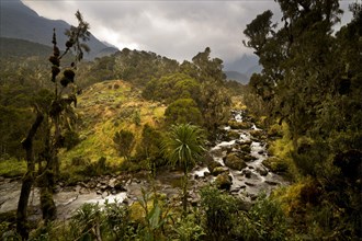 Afro-alpine vegetation in front of river in the Ruwenzori National Park