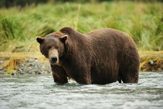Brown Bear (Ursus arctos) standing in the river