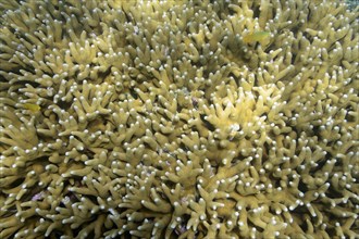 Large blocks of Stone corals (Seriatopora spec.) in the coral reef