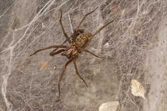 Dust spider or Dustbunny Spider (Tegenaria atrica) in the spiderweb