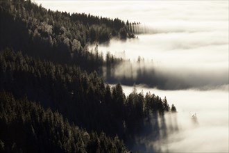 Forest above the cloud level
