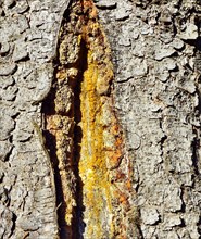 Spruce trunk (Abies picata) with yellow resin leaking from an injury
