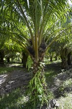 Oil palm (Elaeis guineensis)