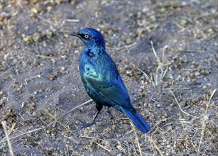 Greater Blue-eared Starling (Lamprotornis chalybaeus nordmanni)