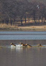 Wild Indian Tigers or Bengal Tigers